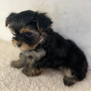 Yorkshire Terrier Puppy Angel