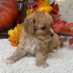 Cavapoo Puppy Sadie