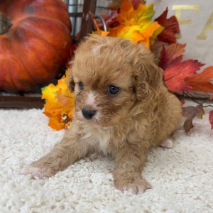 Cavapoo Puppy Sadie