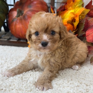 Cavapoo Puppy Sadie