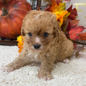 Cavapoo Puppy Sadie