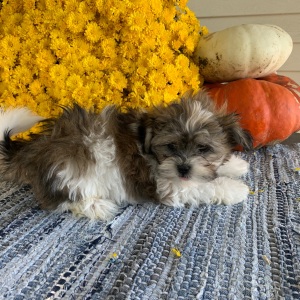 Mal-Shi Puppy Harrington