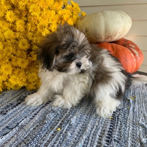 Mal-Shi Puppy Harrington