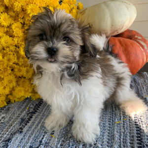 Mal-Shi Puppy Harrington