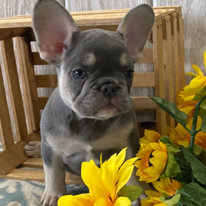 French Bulldog Puppy Carlos