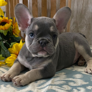 French Bulldog Puppy Carlos