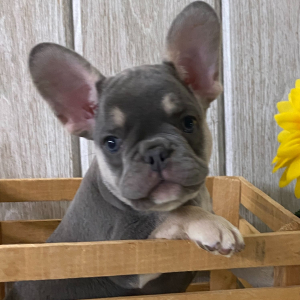 French Bulldog Puppy Carlos