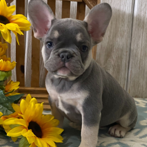 French Bulldog Puppy Carlos