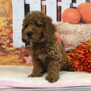Goldendoodle Puppy Sarge