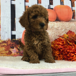Goldendoodle Puppy Sarge