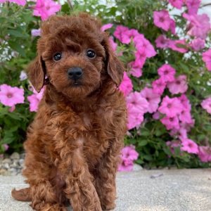 Poodle Puppy Cyser