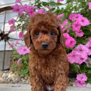 Poodle Puppy Cyser