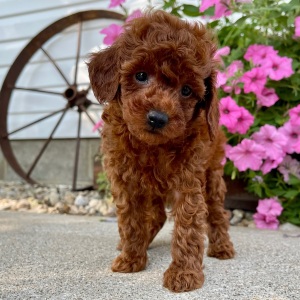Poodle Puppy Cyser