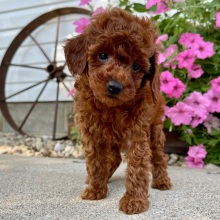 Poodle Puppy Cyser