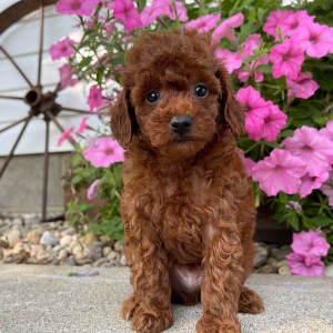Poodle Puppy Cyser