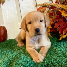 Labrador Retriever Puppy Lexee