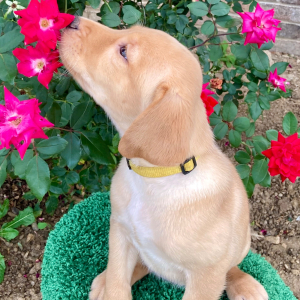 Labrador Retriever Puppy Lexee