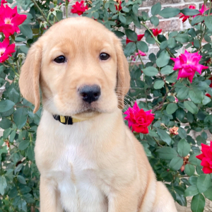Labrador Retriever Puppy Lexee