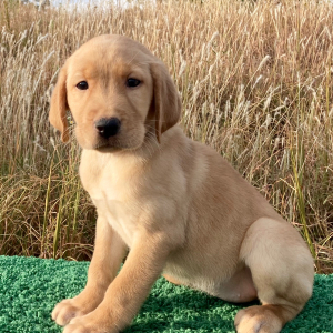 Labrador Retriever Puppy Lexee