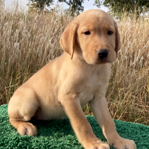 Labrador Retriever Puppy Lexee