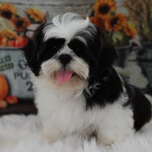 Shih Tzu Puppy Preston