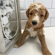 Goldendoodle Puppy Sailor