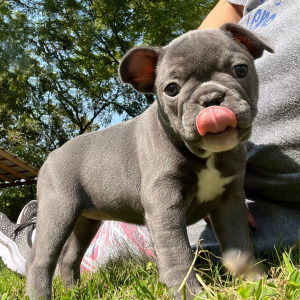 French Bulldog Puppy Lilly