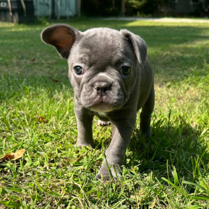 French Bulldog Puppy Lilly