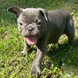 French Bulldog Puppy Lilly