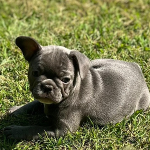 French Bulldog Puppy Lilly