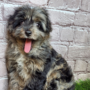 Aussiedoodle Puppy Jay