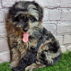 Aussiedoodle Puppy Jay
