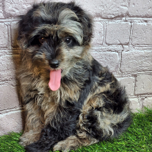 Aussiedoodle Puppy Jay