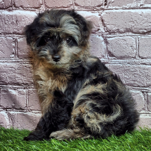 Aussiedoodle Puppy Jay