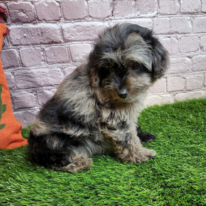 Aussiedoodle Puppy Jay