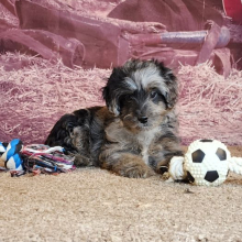 Aussiedoodle Puppy Jay