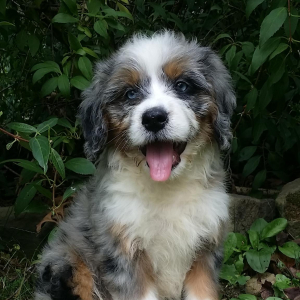 Bernedoodle Puppy Conway