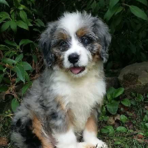 Bernedoodle Puppy Conway