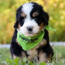 Bernedoodle Puppy Taco