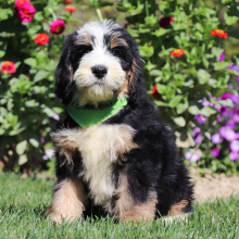 Bernedoodle Puppy Taco
