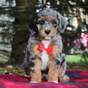 Poodle Puppy Isreal