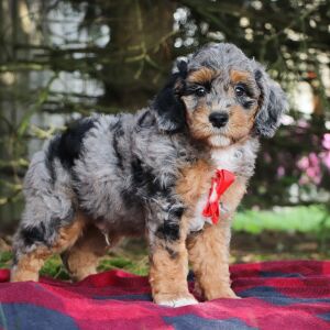 Poodle Puppy Isreal