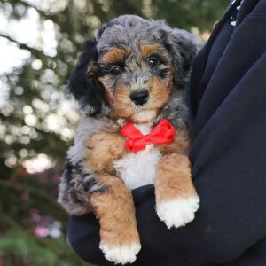 Poodle Puppy Isreal