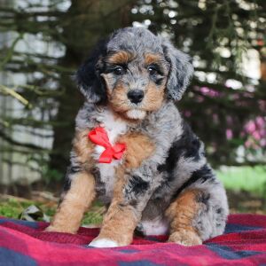 Poodle Puppy Isreal
