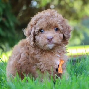Poodle Puppy Justin
