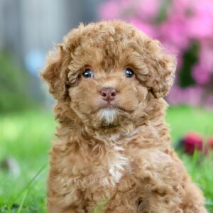Poodle Puppy Justin