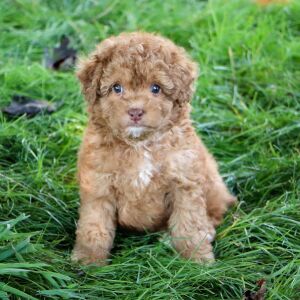 Poodle Puppy Justin