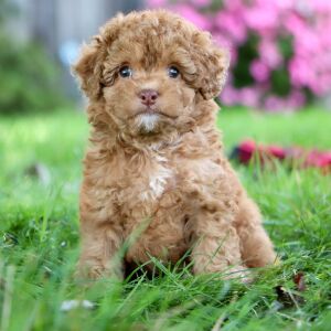 Poodle Puppy Justin
