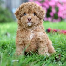 Poodle Puppy Justin