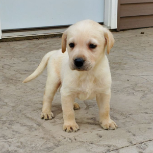 Labrador Retriever Puppy Cooper